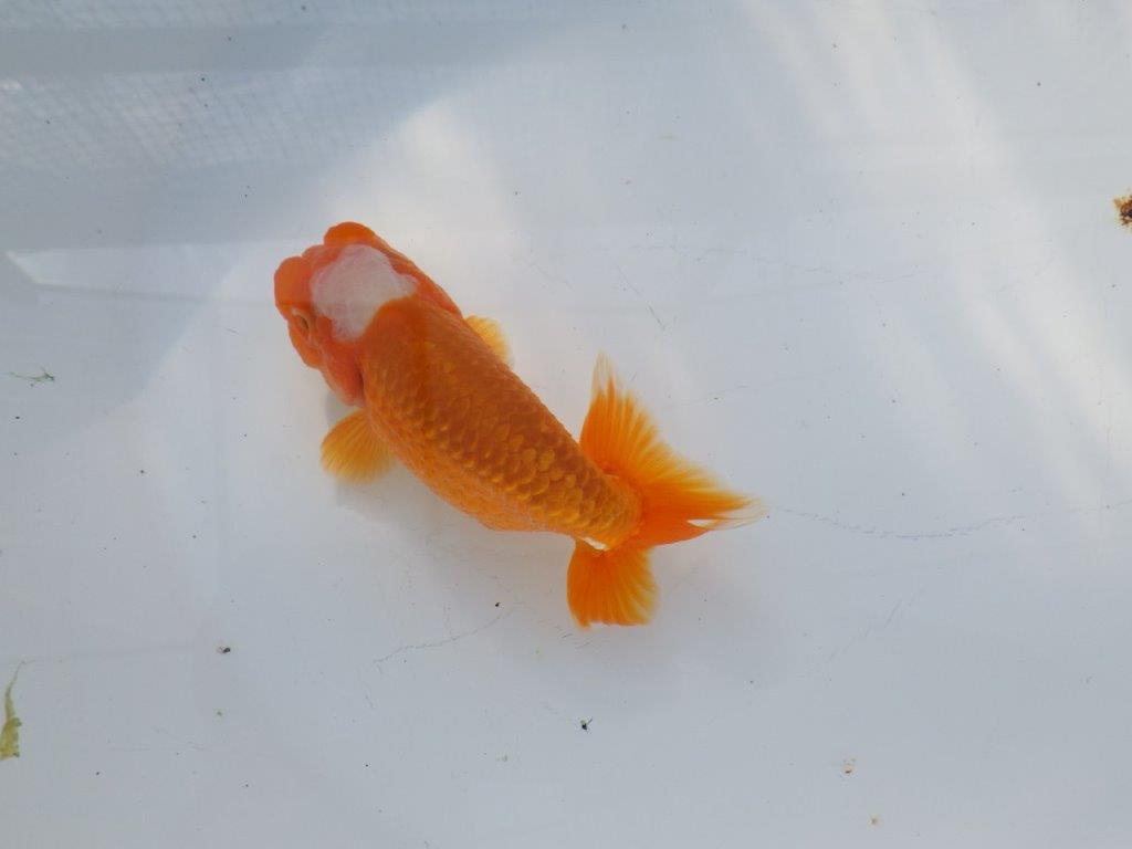 尾構えが良く見栄えの良い　明け二歳魚　 　約13ｃｍ　オス【管理魚】