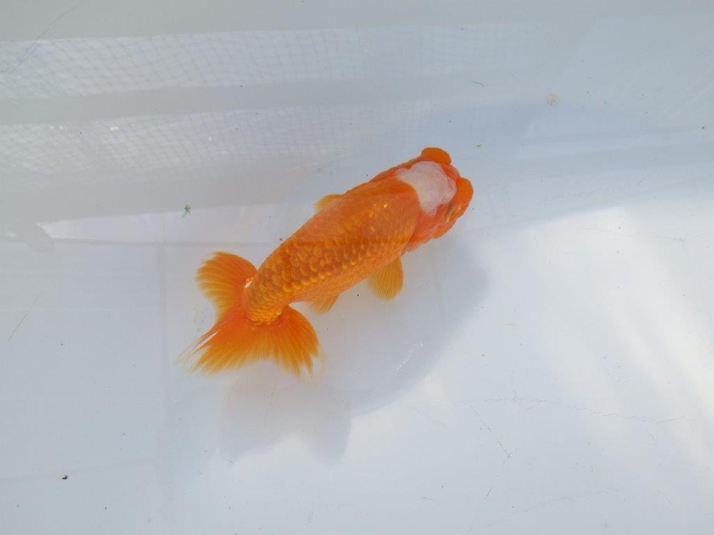 尾構えが良く見栄えの良い　明け二歳魚　 　約13ｃｍ　オス【管理魚】
