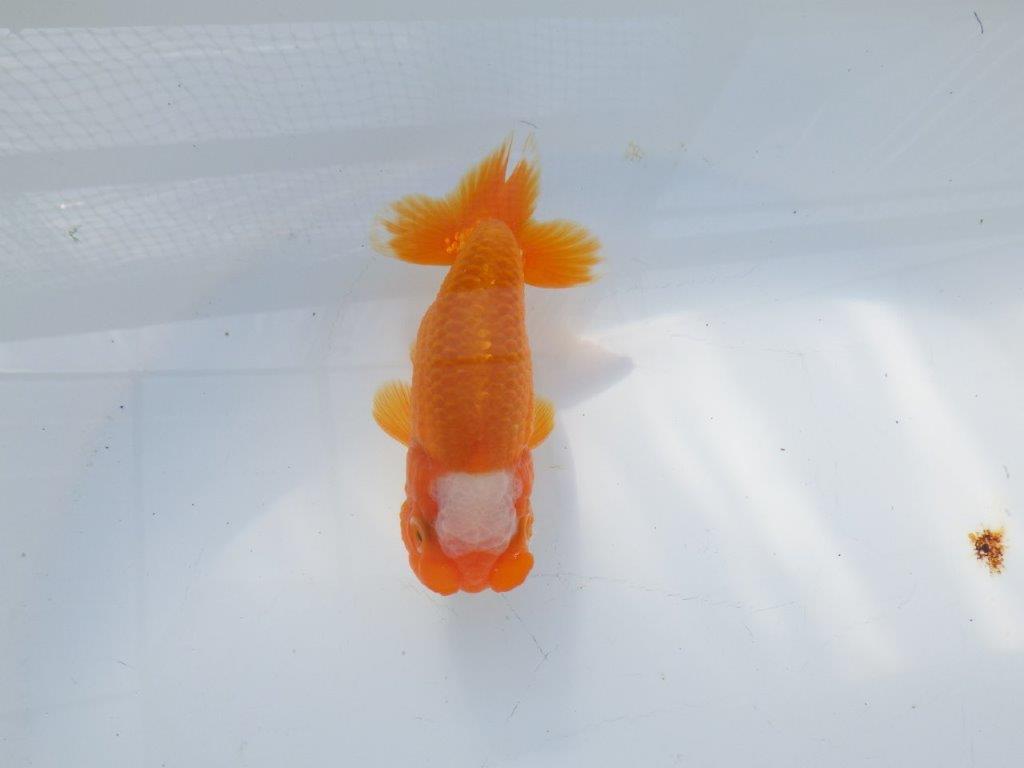 尾構えが良く見栄えの良い　明け二歳魚　 　約13ｃｍ　オス【管理魚】