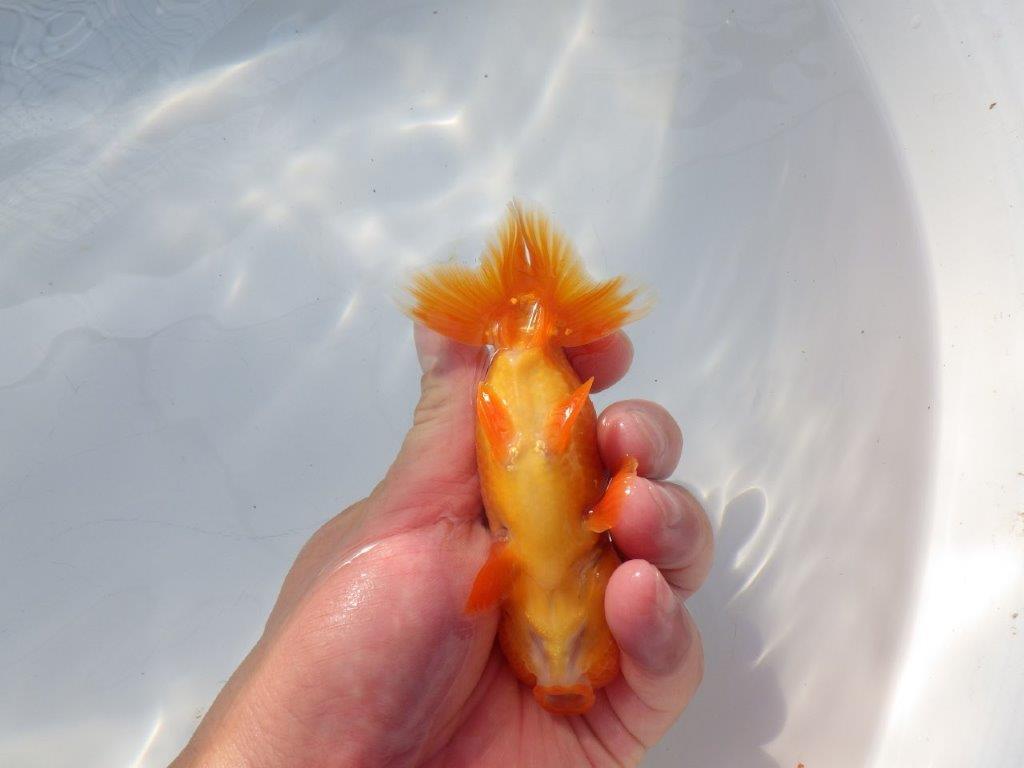 尾構えが良く見栄えの良い　明け二歳魚　 　約13ｃｍ　オス【管理魚】