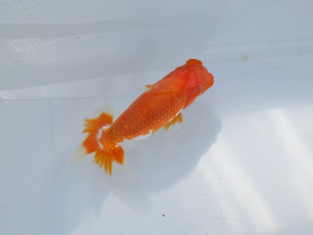 素晴らしいフンタンと構えの良い尾　明け二歳魚　 　約12ｃｍ　オス【管理魚】