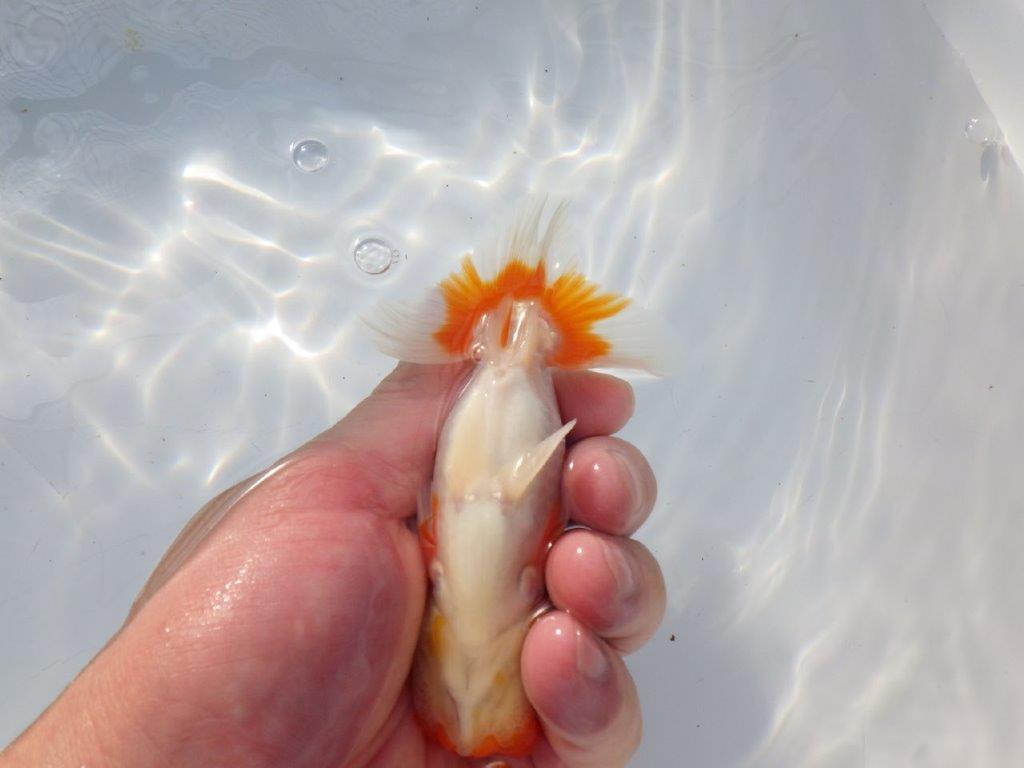 素晴らしいフンタンと構えの良い尾　明け二歳魚　 　約12ｃｍ　オス【管理魚】