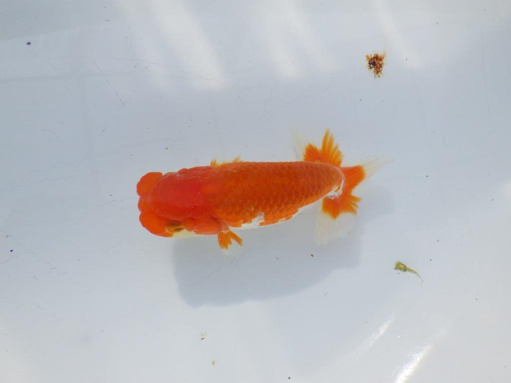 素晴らしいフンタンと構えの良い尾　明け二歳魚　 　約12ｃｍ　オス【管理魚】