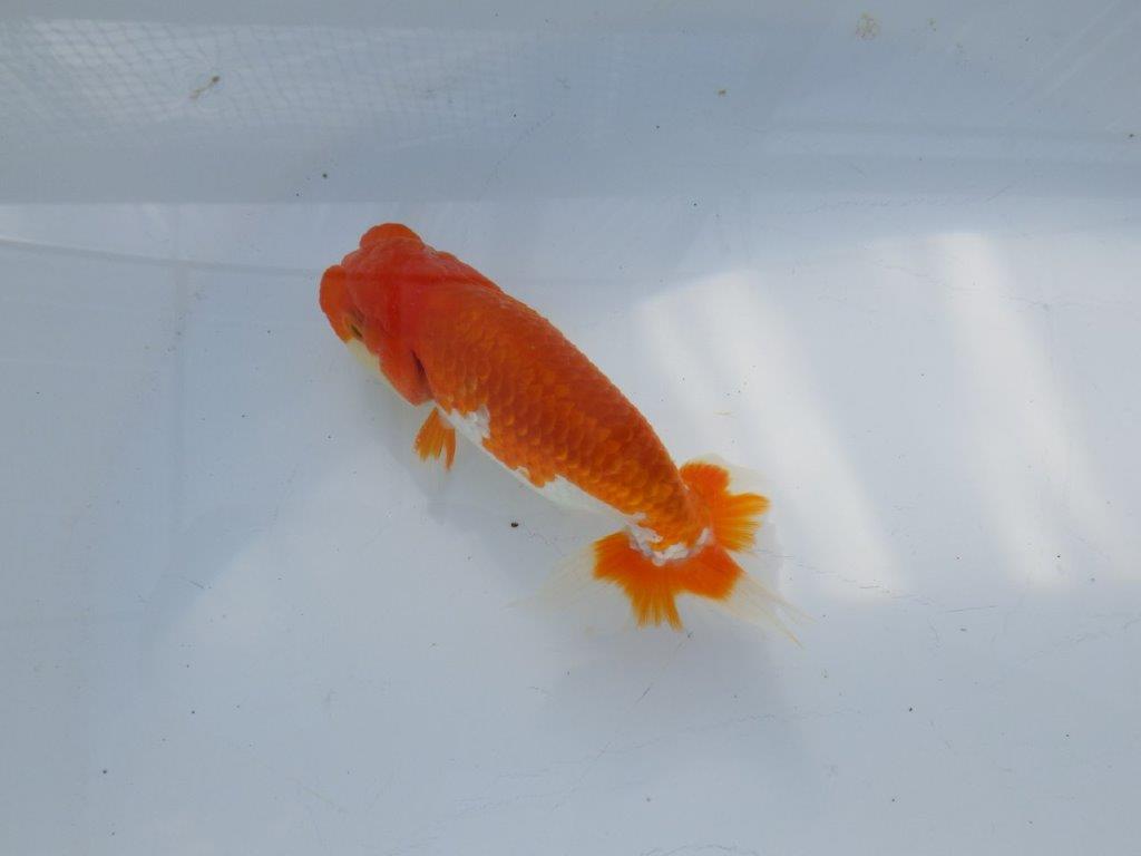 素晴らしいフンタンと構えの良い尾　明け二歳魚　 　約12ｃｍ　オス【管理魚】