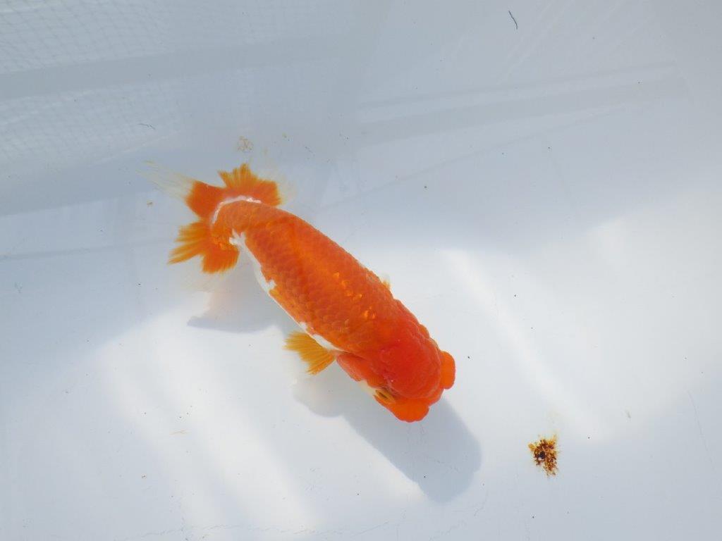 素晴らしいフンタンと構えの良い尾　明け二歳魚　 　約12ｃｍ　オス【管理魚】の上身