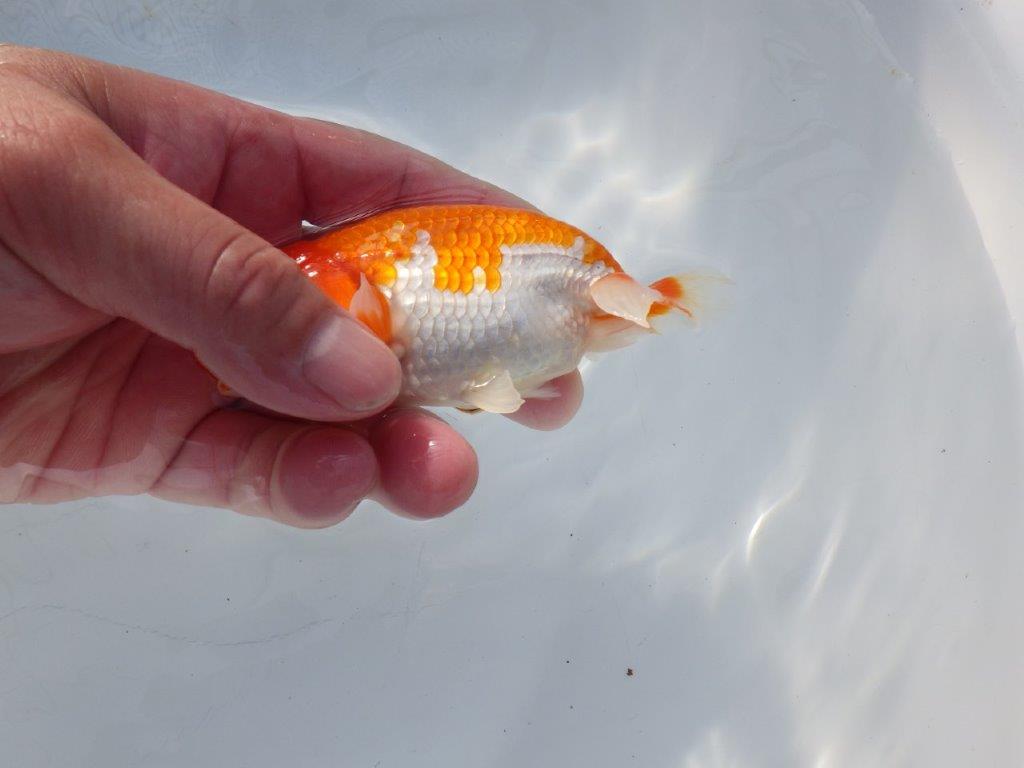 素晴らしいフンタンと構えの良い尾　明け二歳魚　 　約12ｃｍ　オス【管理魚】