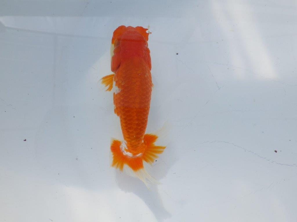 素晴らしいフンタンと構えの良い尾　明け二歳魚　 　約12ｃｍ　オス【管理魚】