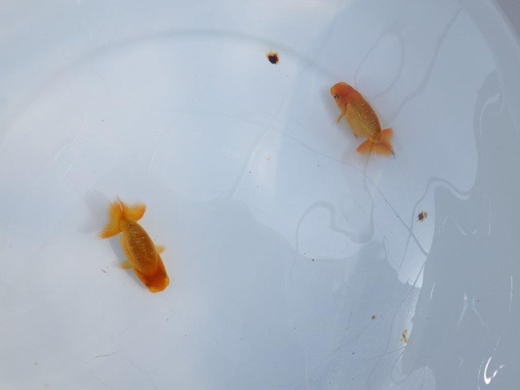 【激レア　愛知M様作】入荷の中から良い魚　２尾セット　限定１セット