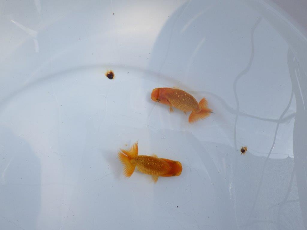 【激レア　愛知M様作】入荷の中から良い魚　２尾セット　限定１セット
