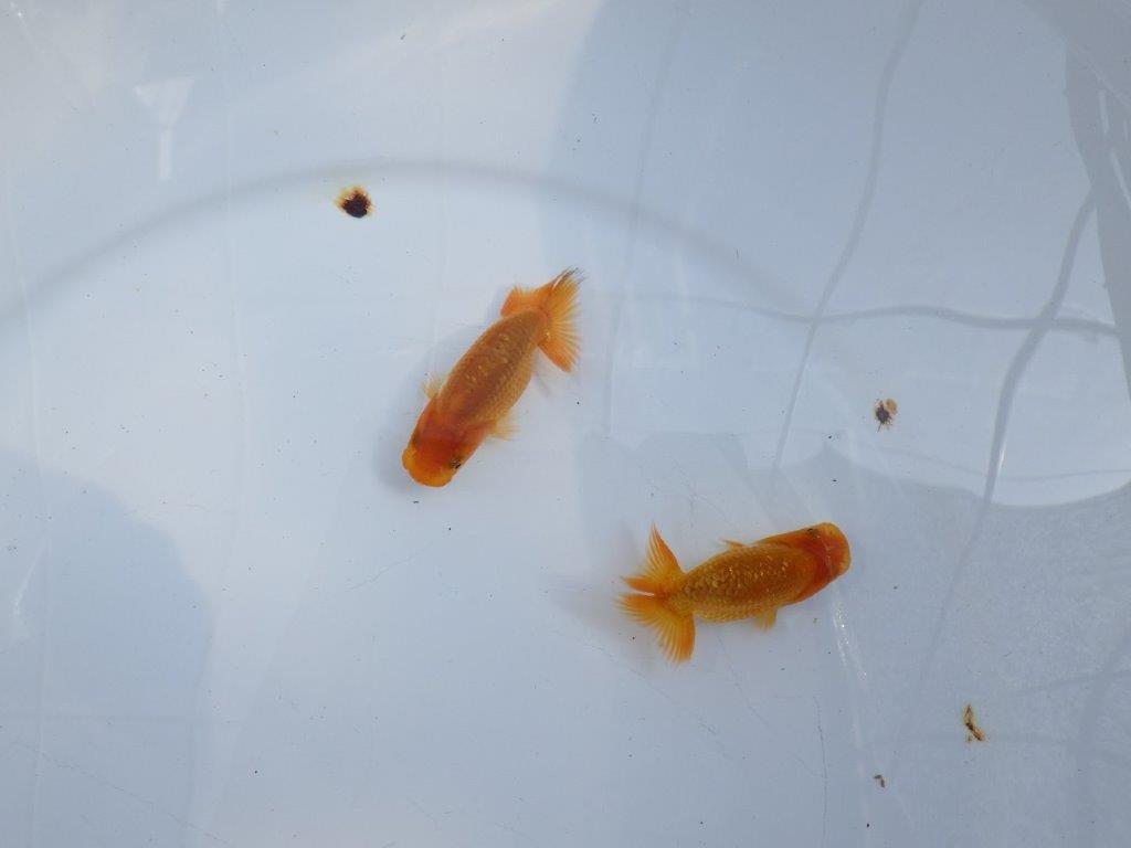 【激レア　愛知M様作】入荷の中から良い魚　２尾セット　限定１セット