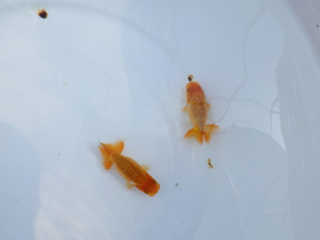 【激レア　愛知M様作】入荷の中から良い魚　２尾セット　限定１セットの上身