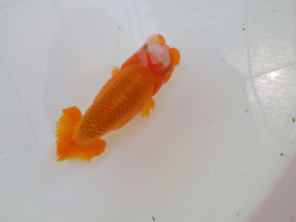 素晴らしいフンタンの発育！　明け二歳らんちゅう　約13㎝ オス【全国大会東大関獲得系統】の上身