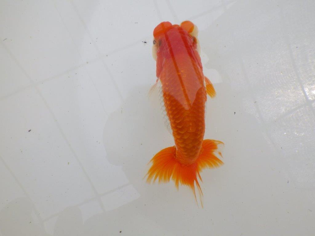 背のライン、柄が綺麗でご鑑賞お勧め　明け二歳らんちゅう　約15,5㎝ オス【全国大会東大関獲得系統】