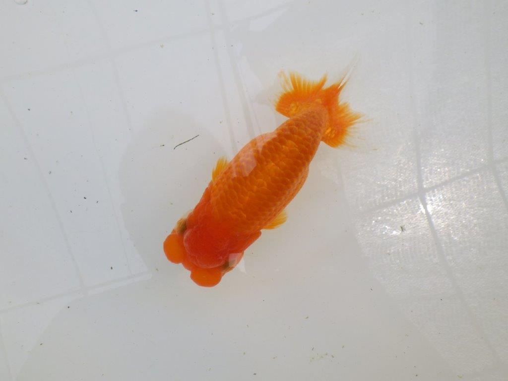 柄が綺麗なフンタン明け二歳らんちゅう　約16,5㎝ メス【全国大会東大関獲得系統】の上身
