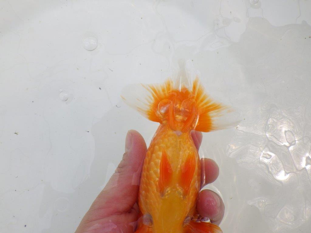 柄が綺麗なフンタン明け二歳らんちゅう　約16,5㎝ メス【全国大会東大関獲得系統】