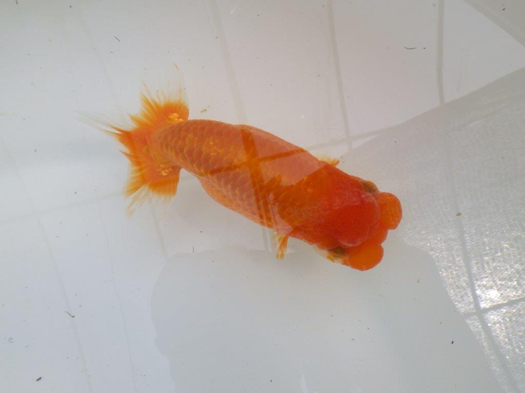 柄が綺麗なフンタン明け二歳らんちゅう　約16,5㎝ メス【全国大会東大関獲得系統】