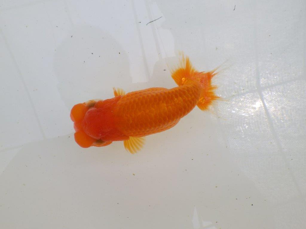 柄が綺麗なフンタン明け二歳らんちゅう　約16,5㎝ メス【全国大会東大関獲得系統】