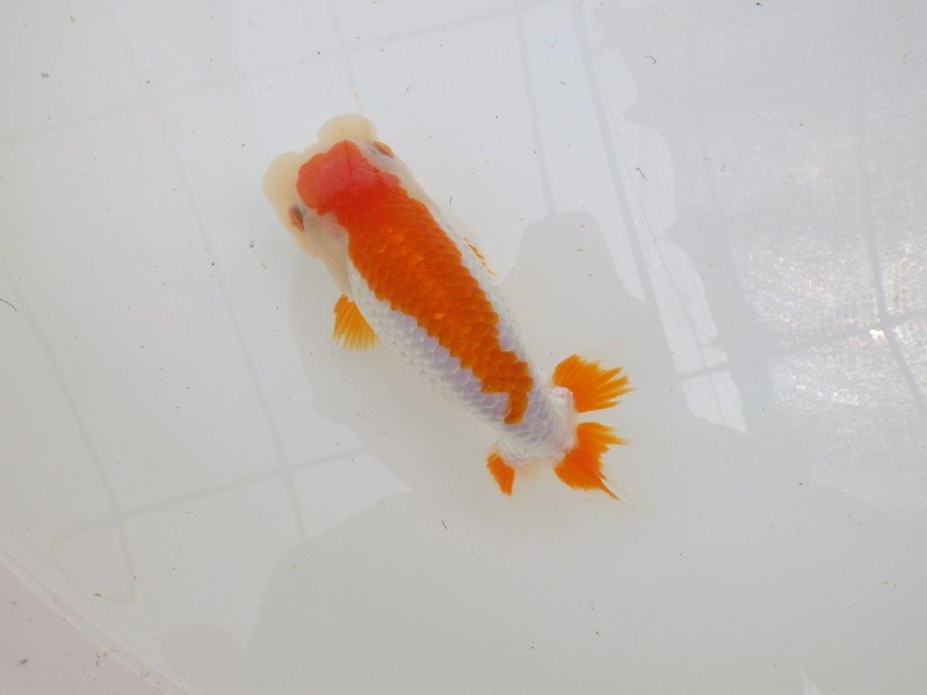 飼い込みお勧め　明け二歳らんちゅう　約17㎝ メス【全国大会東大関獲得系統】