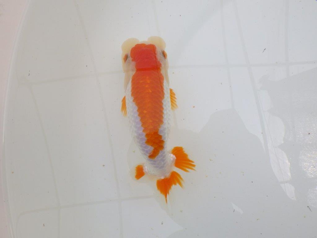 飼い込みお勧め　明け二歳らんちゅう　約17㎝ メス【全国大会東大関獲得系統】