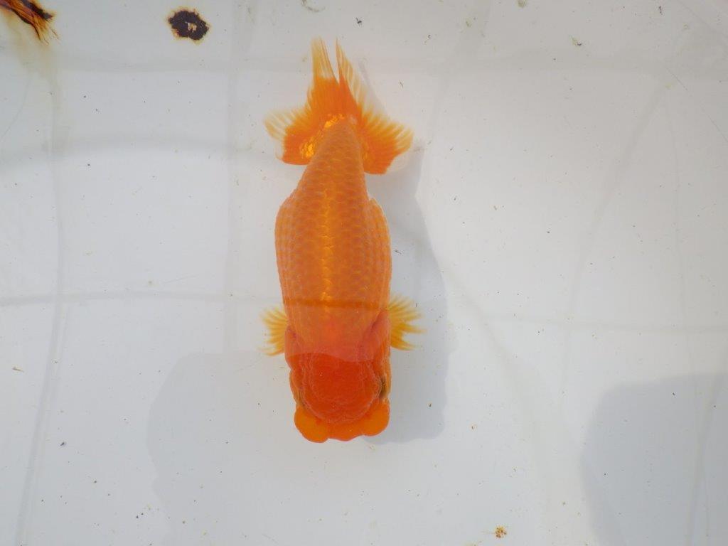 【岡山村上暢彦氏作】大人しいタイプの更紗らんちゅう　明け弐歳魚　 　約15㎝　メス？