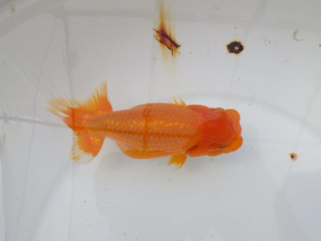 【岡山村上暢彦氏作】大人しいタイプの更紗らんちゅう　明け弐歳魚　 　約15㎝　メス？