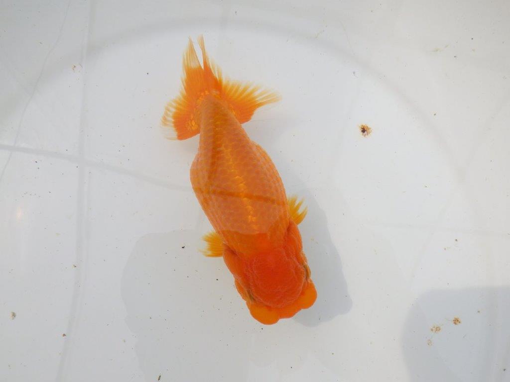 【岡山村上暢彦氏作】大人しいタイプの更紗らんちゅう　明け弐歳魚　 　約15㎝　メス？の上身