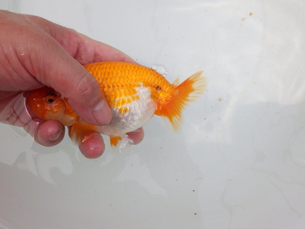 【岡山村上暢彦氏作】大人しいタイプの更紗らんちゅう　明け弐歳魚　 　約15㎝　メス？