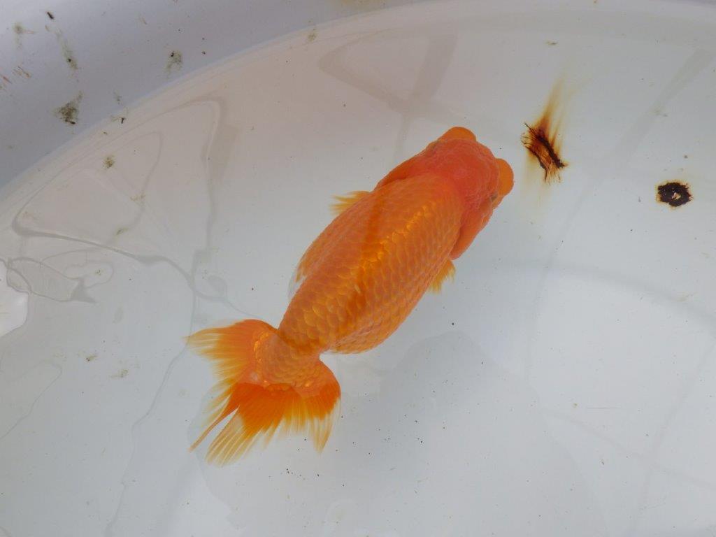 【岡山村上暢彦氏作】大人しいタイプの更紗らんちゅう　明け弐歳魚　 　約15㎝　メス？