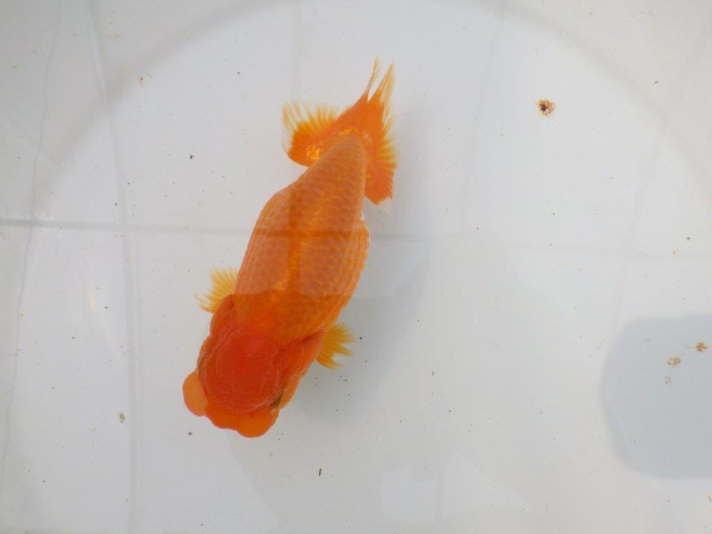 【岡山村上暢彦氏作】大人しいタイプの更紗らんちゅう　明け弐歳魚　 　約15㎝　メス？
