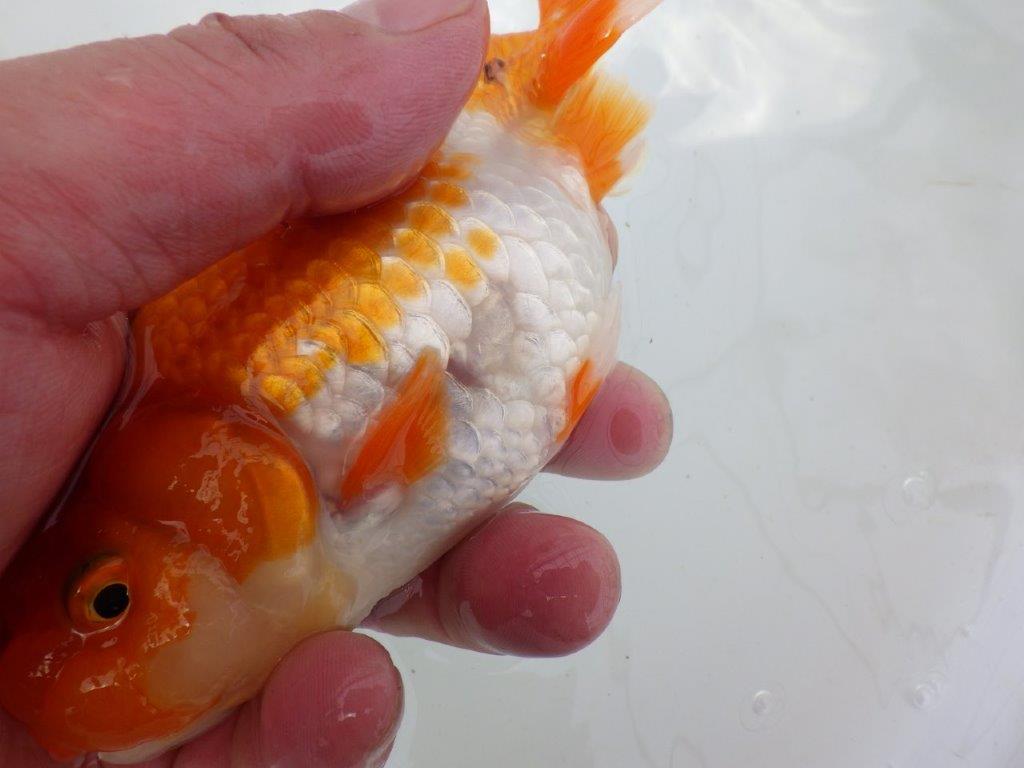 【岡山村上暢彦氏作】大人しいタイプの更紗らんちゅう　明け弐歳魚　 　約15㎝　メス？