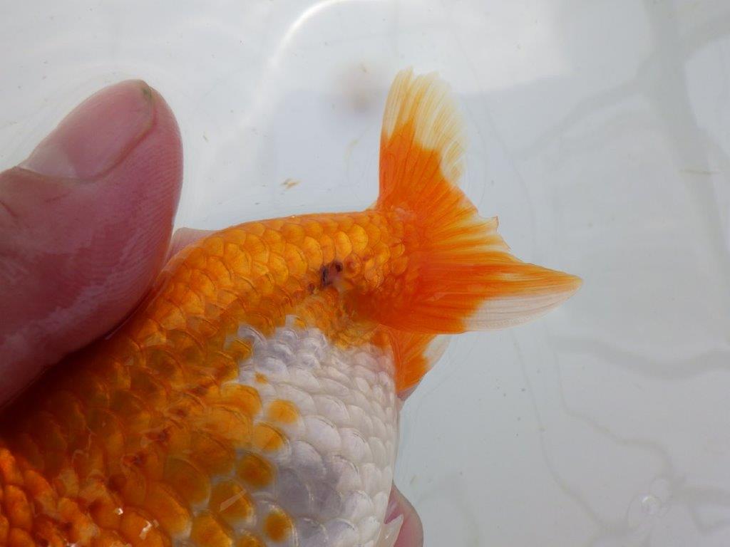 【岡山村上暢彦氏作】大人しいタイプの更紗らんちゅう　明け弐歳魚　 　約15㎝　メス？