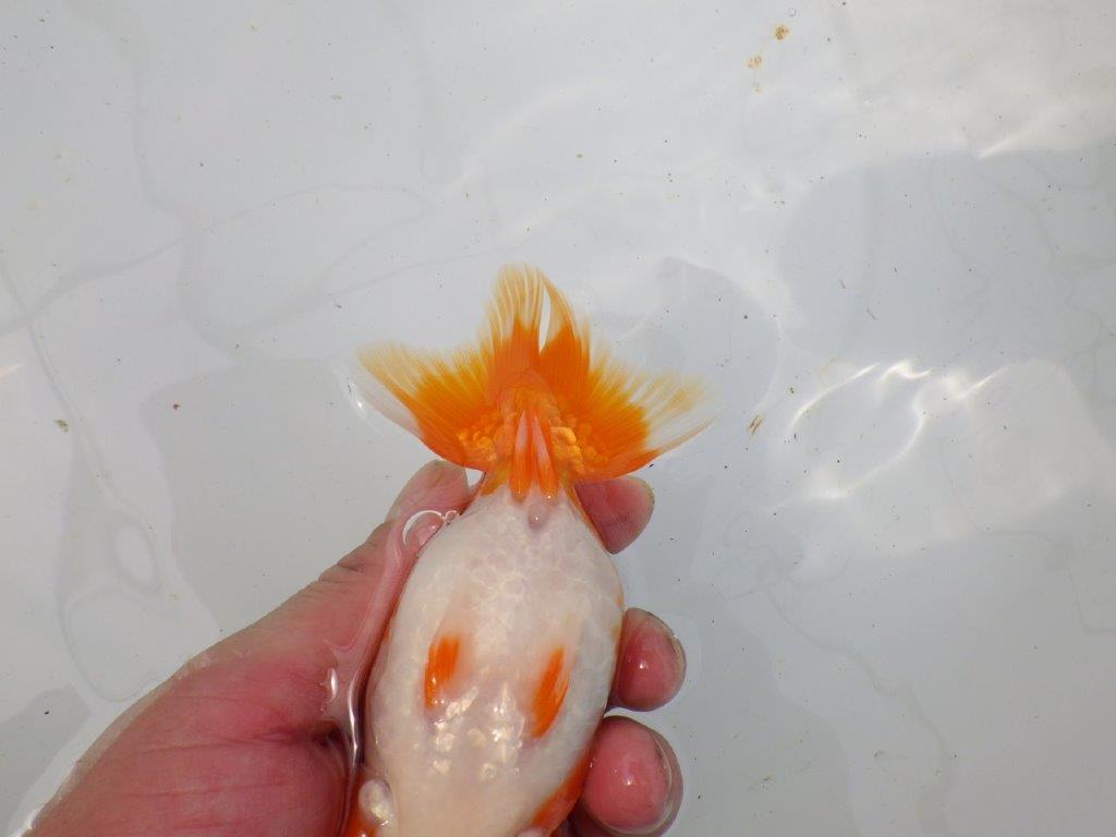【岡山村上暢彦氏作】大人しいタイプの更紗らんちゅう　明け弐歳魚　 　約15㎝　メス？
