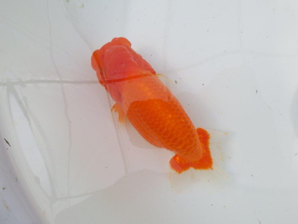【岡山村上暢彦氏作】迫力のあるらんちゅう　明け弐歳魚　 　約17㎝　メス？の上身