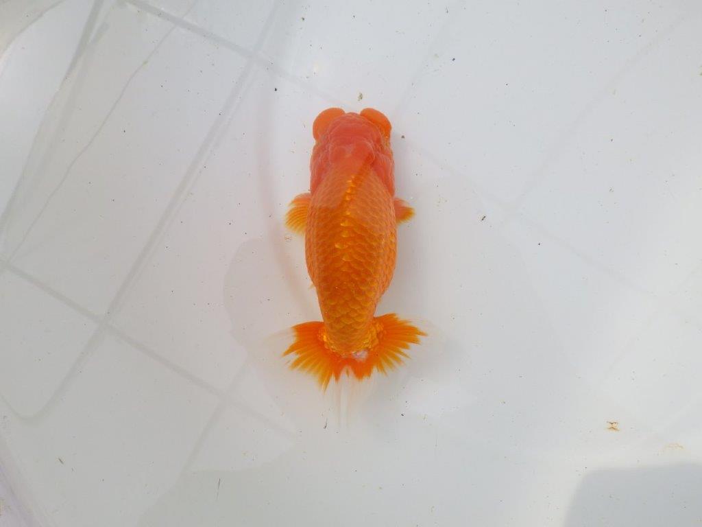 【岡山村上暢彦氏作】素晴らしい尾！飼い込みお勧めらんちゅう　明け弐歳魚　 　約1４,5㎝　オス？