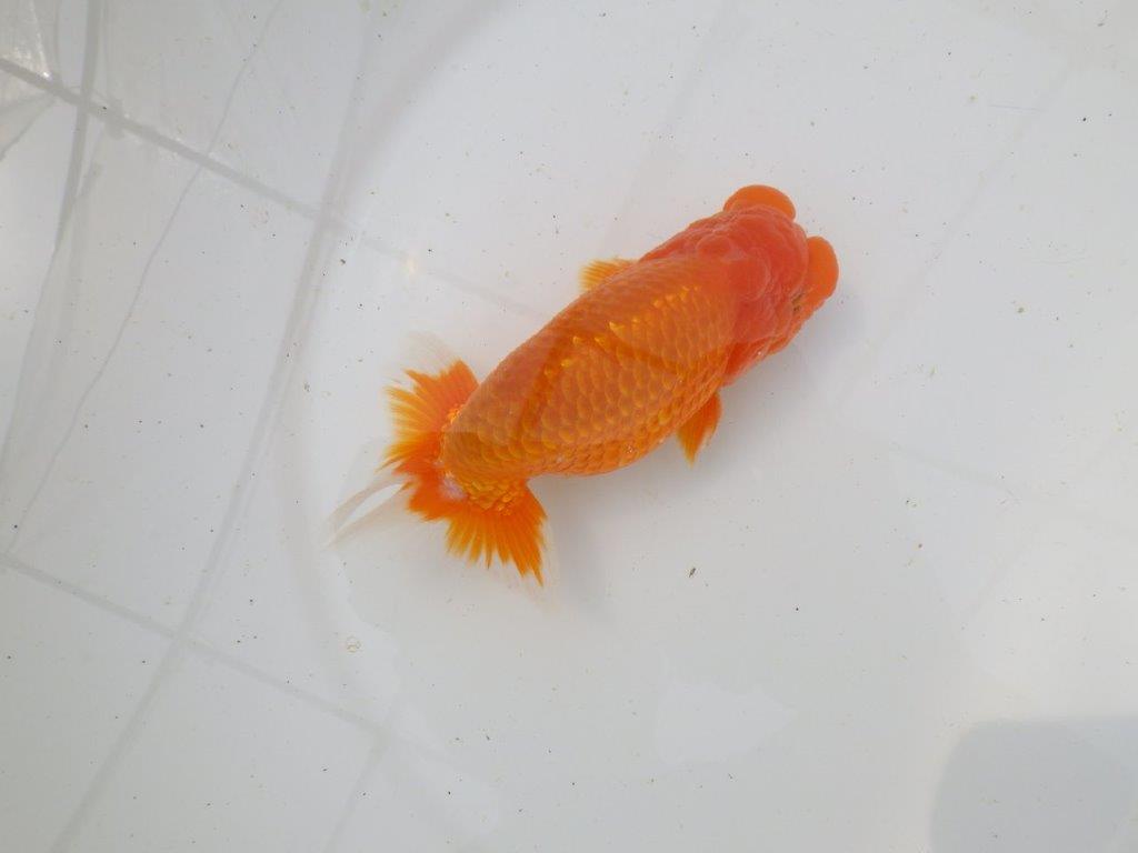 【岡山村上暢彦氏作】素晴らしい尾！飼い込みお勧めらんちゅう　明け弐歳魚　 　約1４,5㎝　オス？