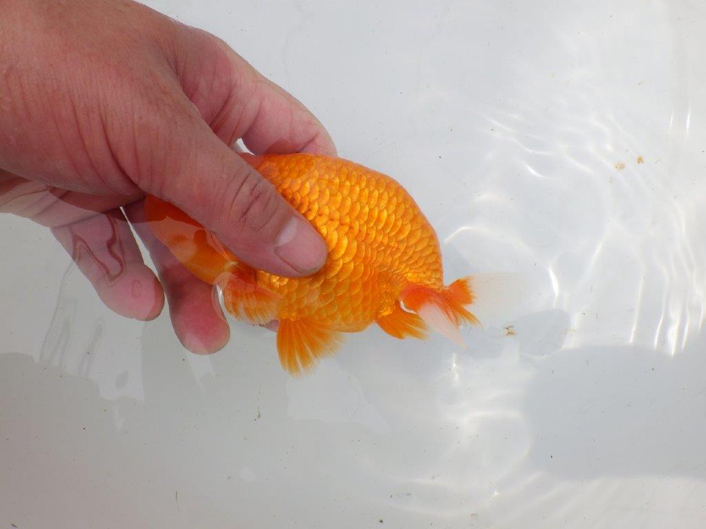 【岡山村上暢彦氏作】素晴らしい尾！飼い込みお勧めらんちゅう　明け弐歳魚　 　約1４,5㎝　オス？