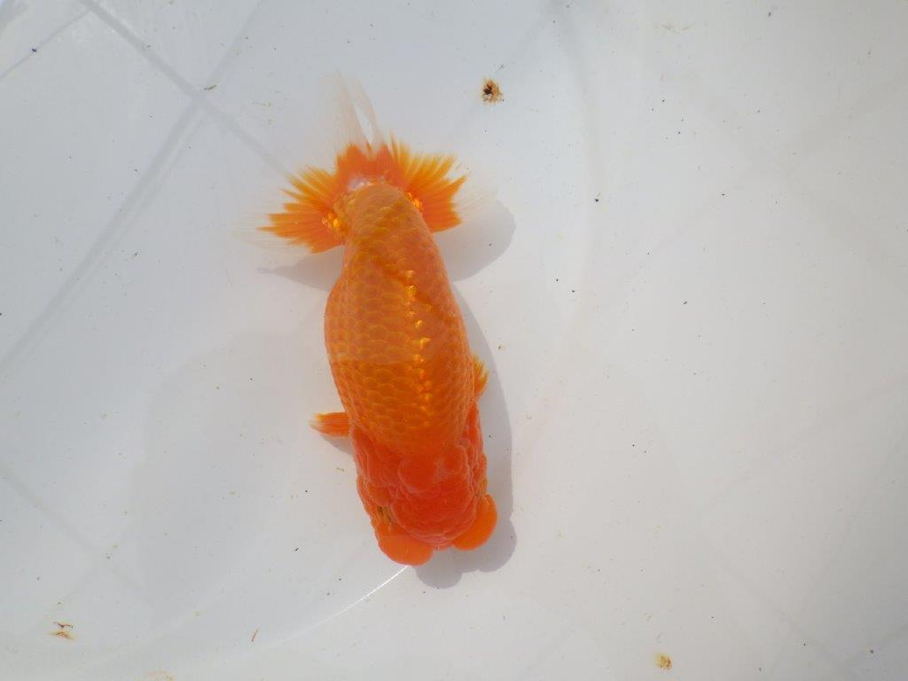 【岡山村上暢彦氏作】素晴らしい尾！飼い込みお勧めらんちゅう　明け弐歳魚　 　約1４,5㎝　オス？