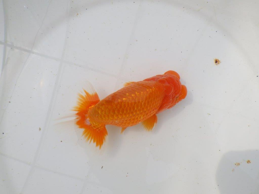 【岡山村上暢彦氏作】素晴らしい尾！飼い込みお勧めらんちゅう　明け弐歳魚　 　約1４,5㎝　オス？