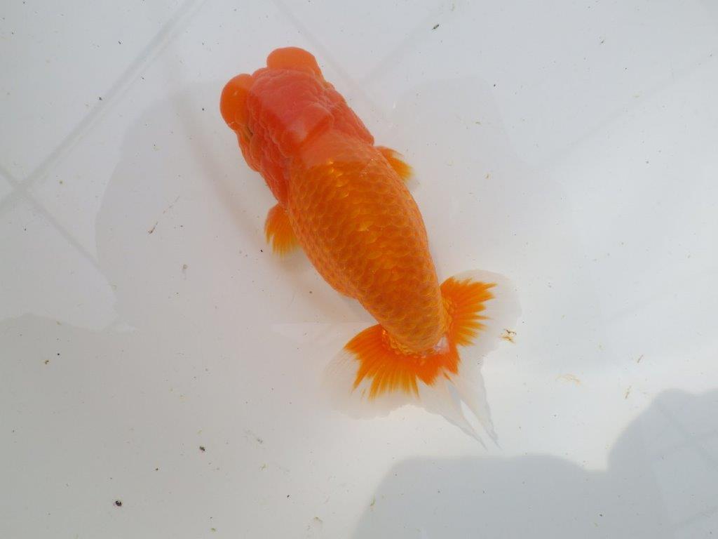 【岡山村上暢彦氏作】素晴らしい尾！飼い込みお勧めらんちゅう　明け弐歳魚　 　約1４,5㎝　オス？の上身