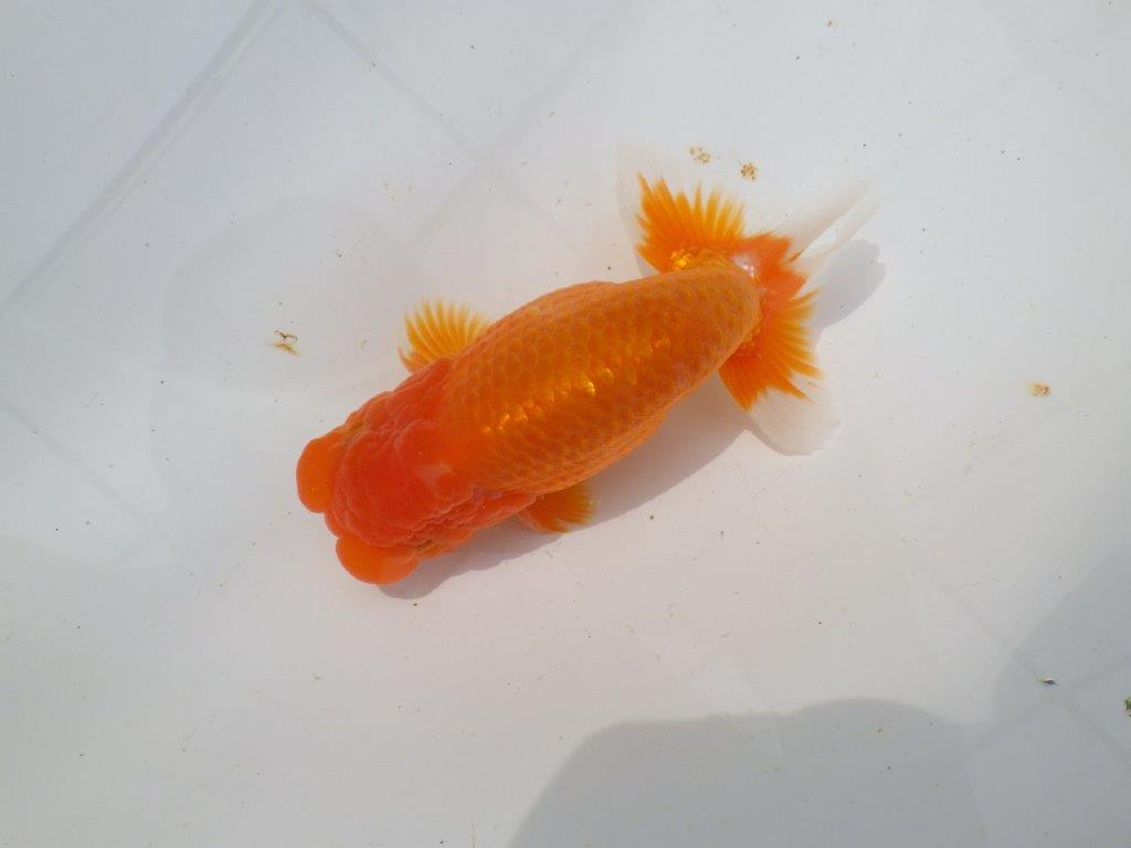 【岡山村上暢彦氏作】素晴らしい尾！飼い込みお勧めらんちゅう　明け弐歳魚　 　約1４,5㎝　オス？