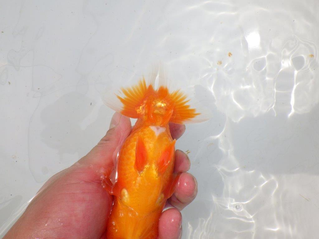 【岡山村上暢彦氏作】素晴らしい尾！飼い込みお勧めらんちゅう　明け弐歳魚　 　約1４,5㎝　オス？