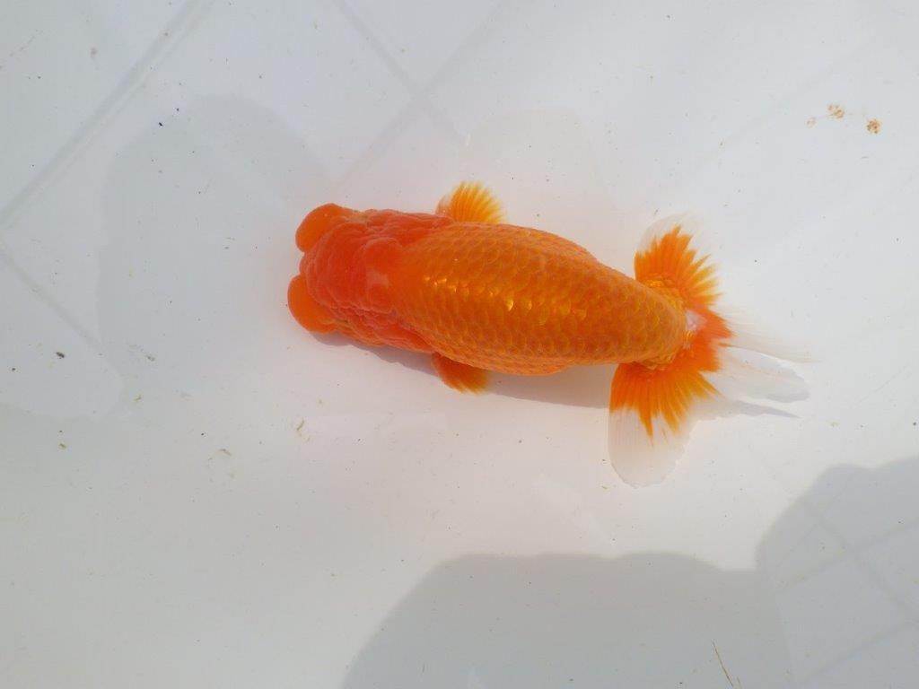 【岡山村上暢彦氏作】素晴らしい尾！飼い込みお勧めらんちゅう　明け弐歳魚　 　約1４,5㎝　オス？