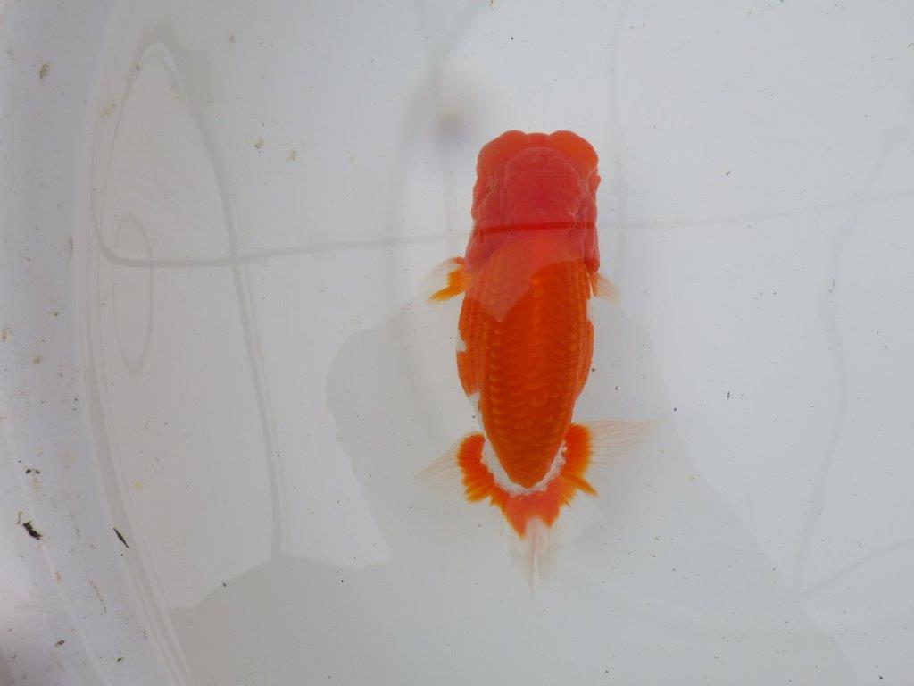 【岡山村上暢彦氏作】飼い込みお勧めらんちゅう　明け弐歳魚　 　約15,5㎝　オス？