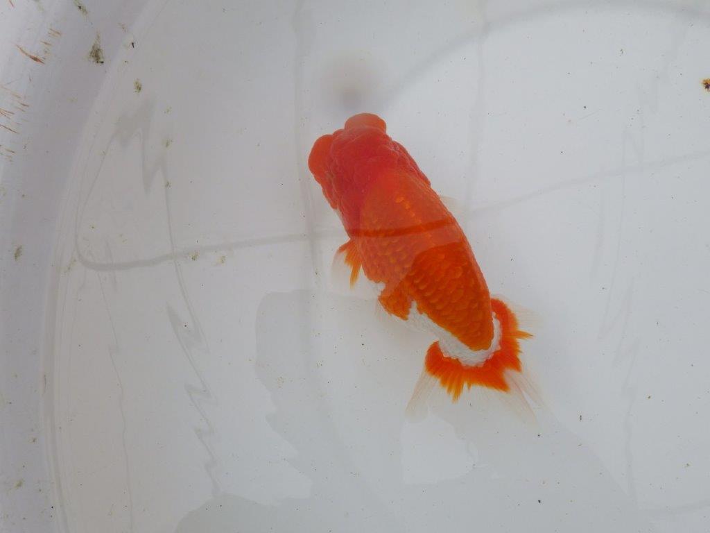 【岡山村上暢彦氏作】飼い込みお勧めらんちゅう　明け弐歳魚　 　約15,5㎝　オス？