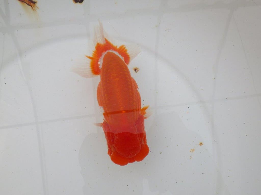 【岡山村上暢彦氏作】飼い込みお勧めらんちゅう　明け弐歳魚　 　約15,5㎝　オス？