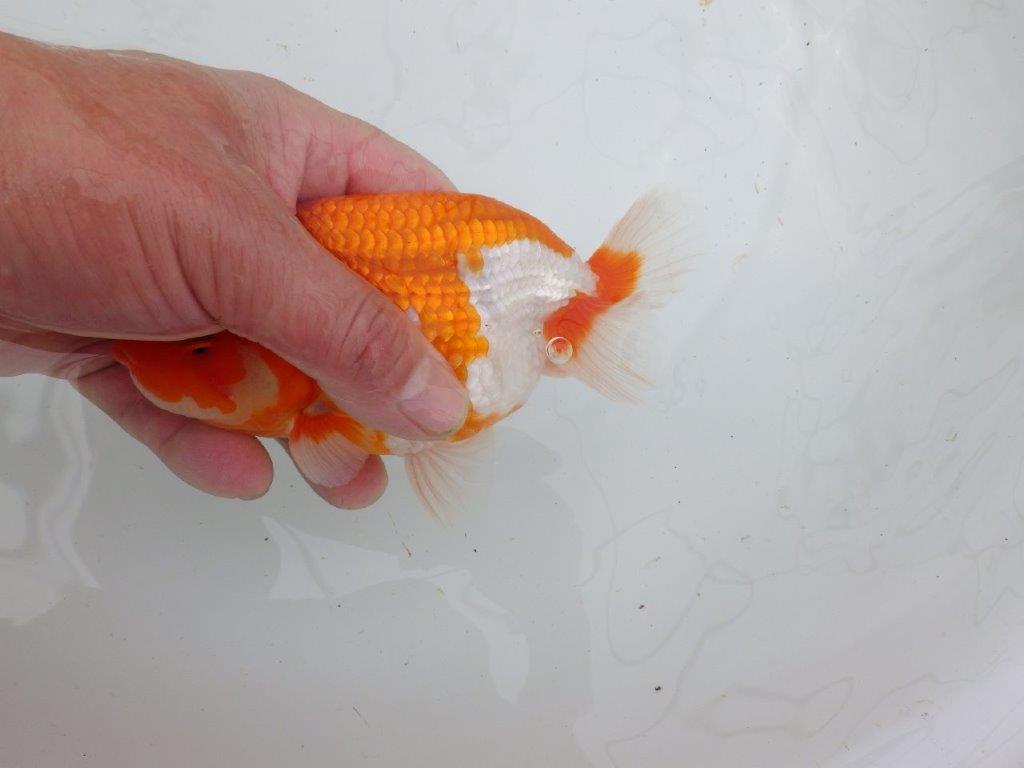 【岡山村上暢彦氏作】飼い込みお勧めらんちゅう　明け弐歳魚　 　約15,5㎝　オス？