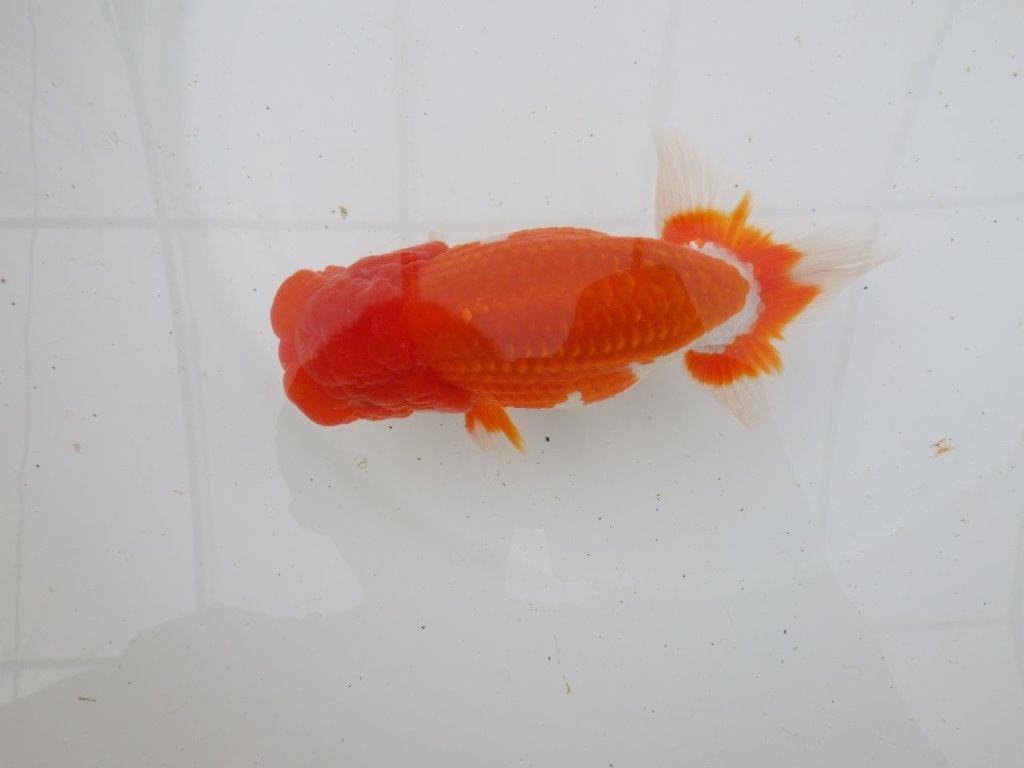 【岡山村上暢彦氏作】飼い込みお勧めらんちゅう　明け弐歳魚　 　約15,5㎝　オス？