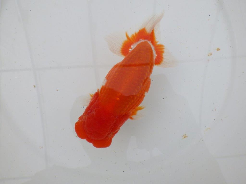 【岡山村上暢彦氏作】飼い込みお勧めらんちゅう　明け弐歳魚　 　約15,5㎝　オス？の上身