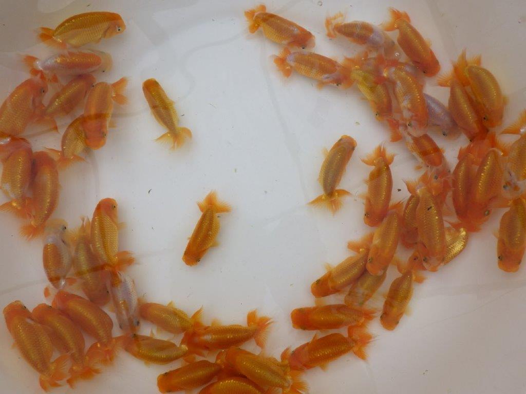 【岡山村上暢彦氏】５月１６日入荷魚から一番良い５尾セット約6,5~8㎝ 限定１セット