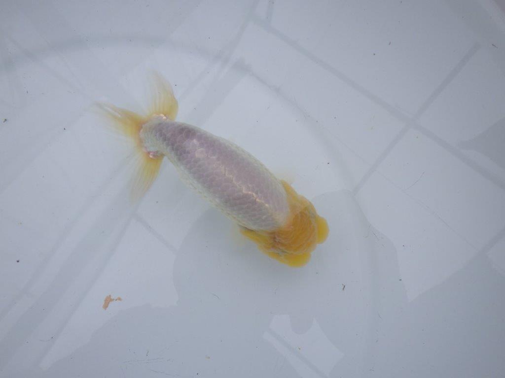 素晴らしいフンタンと尾型の良い明け二歳魚　 　約14,5ｃｍ　オス【管理魚】の上身